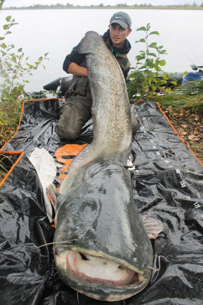 Pêchez le Silure avec un guide en Tarn-et-Garonne Je fais une exception pour la pêche du silure parmi les prestations de pêche aux carnassiers. En effet, je vous propose des sorties de guidage spécialement dédiées à la pêche du silure, une espèce unique. Reconnu comme l’un des spécialistes de la pêche du silure dans le département du Tarn-et-Garonne, je me ferai une joie de vous accompagner et d’augmenter vos chances de capturer l’un de ces géants d’eau douce. L’expérience sera inoubliable, avec des sensations intenses garanties dès le premier contact avec ce redoutable adversaire.