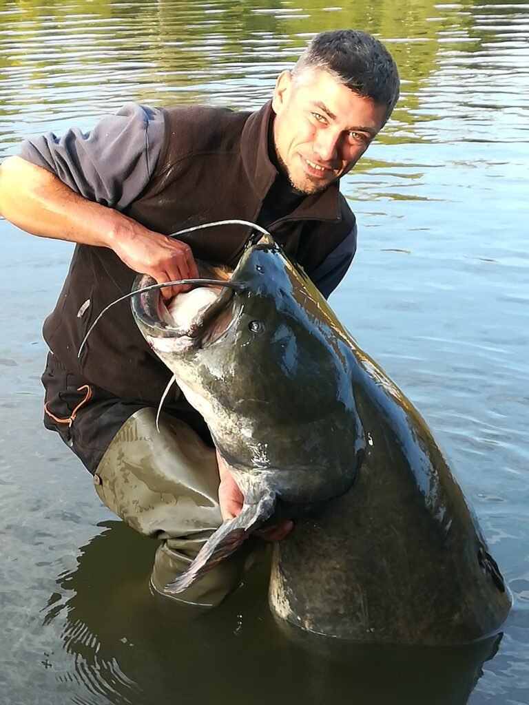 La pêche au posé en poste fixe ou partiellement itinérante La première technique de pêche au silure que je vous propose de découvrir est la pêche au posé. Elle est extrêmement simple à mettre en œuvre. Cette technique de pêche au silure consiste simplement à lancer votre montage avec la canne sur la zone de pêche souhaitée. Ensuite, laissez le plomb se déposer sur le fond, et maintenez l’appât sur place, décollé ou posé sur le fond. Les montages peuvent être constitués de diverses manières, adaptés aux caractéristiques du poste de pêche (intensité du courant, nature du substrat, encombrement, distance de lancer, etc.) et aux appâts utilisés, qui peuvent varier considérablement (poissons vifs ou morts, vers, tripes, moules, bouillettes, pellets, etc.). La mobilité entre les postes de pêche est tout à fait envisageable avec cette technique, à condition de ne pas partir avec trop de cannes. En général, j’utilise une ou deux cannes au maximum. Cela permet de proposer différents montages et appâts aux silures sur le même secteur. Cependant, veillez à placer les cannes assez proches l’une de l’autre sur la berge pour pouvoir les gérer en cas de départs simultanés.