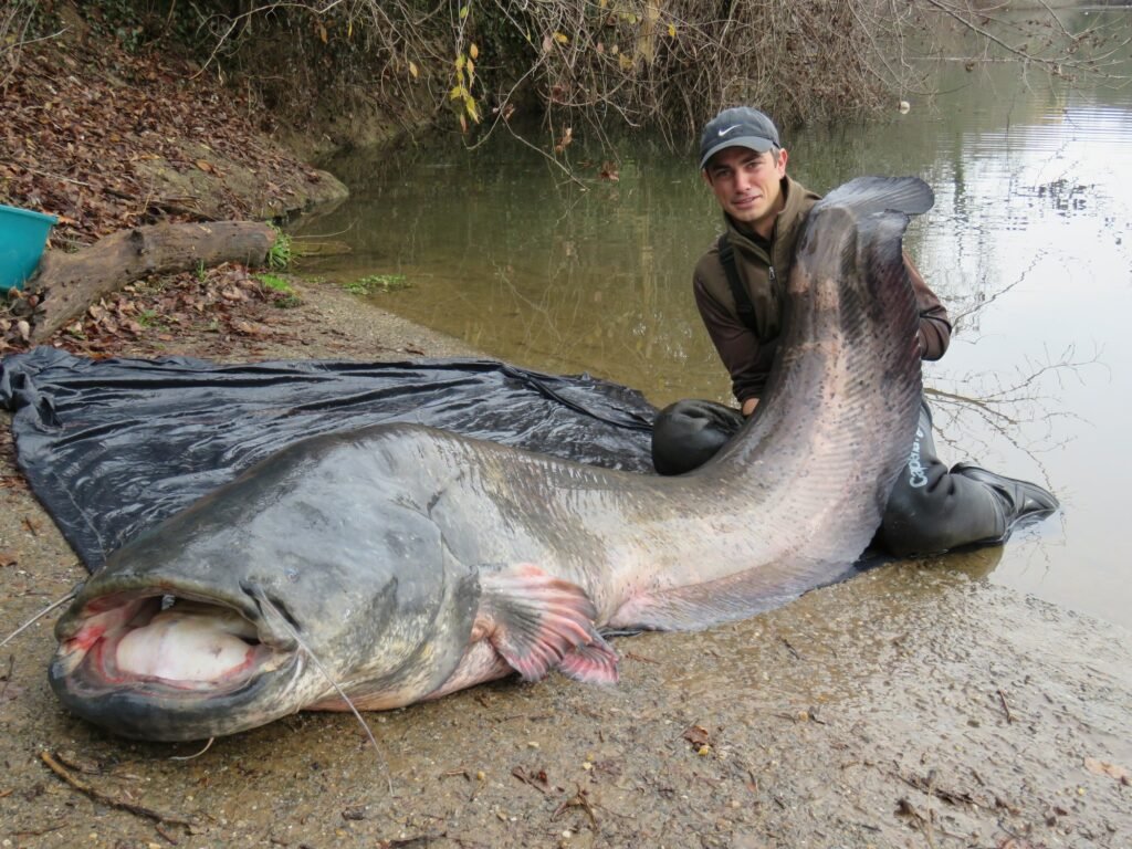 La pêche au flotteur submergé Une des techniques de pêche au silure est la pêche au flotteur submergé. C’est une technique de pêche au posé qui permet de présenter l’appât (vif, mort, vers, etc.) décollé du fond grâce à un flotteur monté sur le bas de ligne, à quelques centimètres devant l’appât. Le choix du poste de pêche pour cette technique est crucial. Un courant est nécessaire pour appuyer sur le bas de ligne et le flotteur submergé. Ainsi, l’ensemble se tend dans l’axe du corps de ligne et évite l’emmêlage du montage. Il est possible de lancer du bord selon les caractéristiques du montage utilisé (poids, distance de lancer, nature de l’appât). En revanche, l’utilisation d’une embarcation pour le déposer est vivement conseillée. Étant donné que la ligne sera soumise au courant, il est important de la lester fortement. L’utilisation d’une pierre de plusieurs kilos, attachée par un brin cassant devant le bas de ligne, est très efficace. La dépose du montage devient alors très précise, même à grande distance. Elle permet de proposer ses appâts aux silures sur des postes de pêche difficiles d’accès avec d’autres techniques.