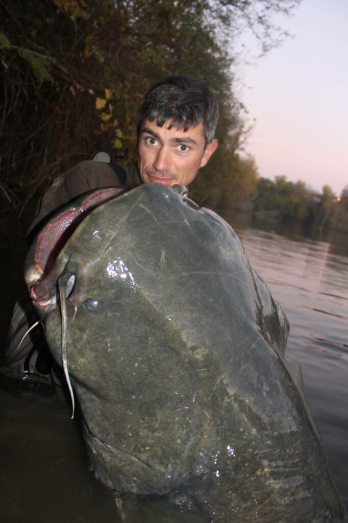 La pêche à la bouée La pêche à la bouée est une technique réalisée en poste fixe, nécessitant une préparation de la zone de pêche. Une bouée flottante ancrée sur le fond est installée près de la zone de pêche choisie à l’aide d’une embarcation. Elle sert de support pour accrocher un brin cassant qui reliera ensuite la ligne de pêche. Après avoir préparé le montage avec un vif de grosse taille, il est transporté jusqu’à la bouée et relié à celle-ci par le cassant. Une fois la canne à pêche installée sur son support en position verticale, il suffit de tendre la ligne avec le moulinet jusqu’à la limite de rupture du brin cassant. Ainsi, la ligne mise en tension sera tenue hors de l’eau jusqu’à la bouée. De plus, elle ne sera pas soumise à la pression du courant ni au ramassage des débris transportés par l’eau, même à grande distance. Lors de l’attaque du silure sur le vif, le brin cassant cède, libérant la ligne avec le silure à son extrémité. Cette technique est particulièrement intéressante pour cibler de beaux spécimens en proposant de grosses bouchées, souvent des poissons de 2m et plus. Par exemple, une sortie de pêche à la bouée mémorable a permis la capture de plusieurs silures mesurant 2.06m, 2.28m, 2.32m et 2.42m sur cette technique.