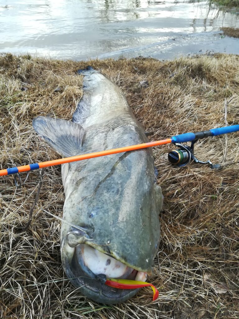 Les indispensables pour une partie de pêche réussie Le choix du matériel de pêche est essentiel pour réussir à attraper des silures sur le Tarn. Vous aurez besoin d’un équipement adapté, comme des cannes à pêche solides et des moulinets puissants pour faire face à la force de ces poissons. Les leurres sont également importants : choisissez des modèles spécifiques pour les silures et les carnassiers, tels que des leurres souples, des swimbaits ou des crankbaits. Enfin, pensez à vous équiper d’accessoires de sécurité, tels qu’un gilet de sauvetage et une lampe frontale, une bâche de réception et des gants pour être prêt à affronter toutes les situations lors de votre sortie de pêche. Découvrez ma sélection de matériel et d’équipement sur les indispensables pour la pêche aux silures.